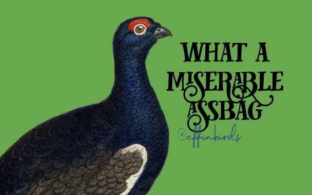 A painting of a bird beside the text "what a miserable assbag"
