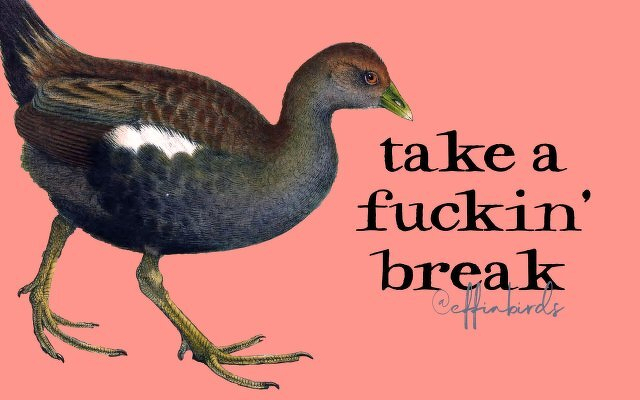 A painting of a bird beside the text "take a fuckin break"