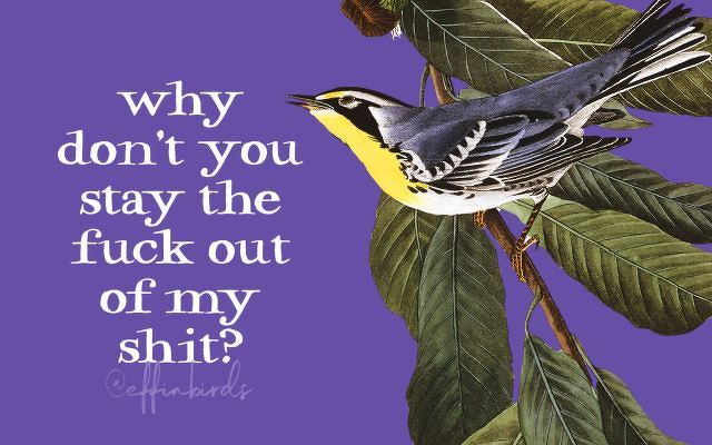 A painting of a bird beside the text "why don't you stay the fuck out of my shit?"