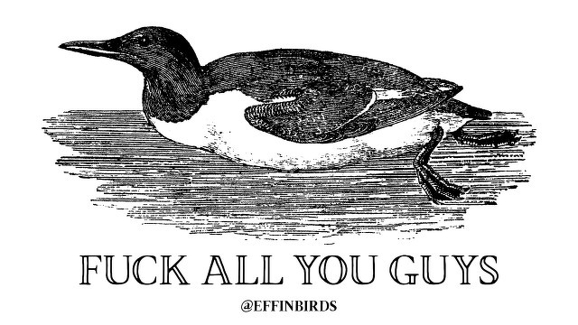 A woodcut of a bird beside the text "fuck all you guys"