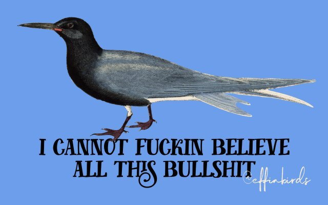 A painting of a bird beside the text "i cannot fuckin believe all this bullshit"