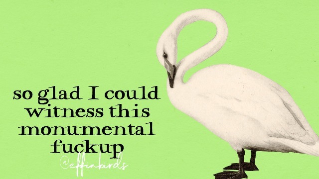 A painting of a bird beside the text "so glad I could witness this monumental fuckup"