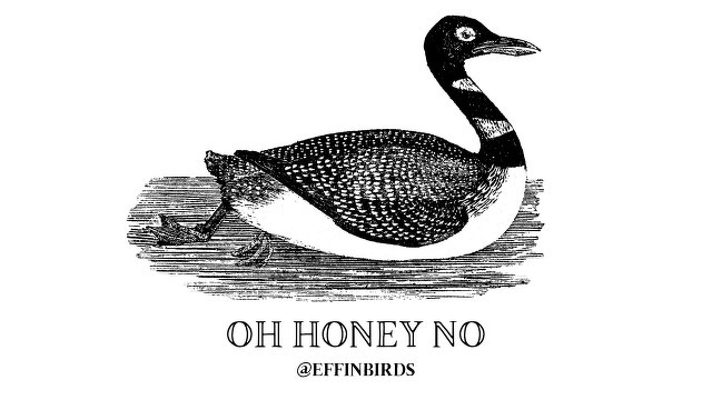A woodcut of a bird beside the text "oh honey no"