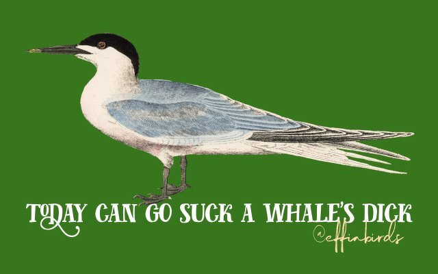 A painting of a bird beside the text "today can go suck a whale's dick"