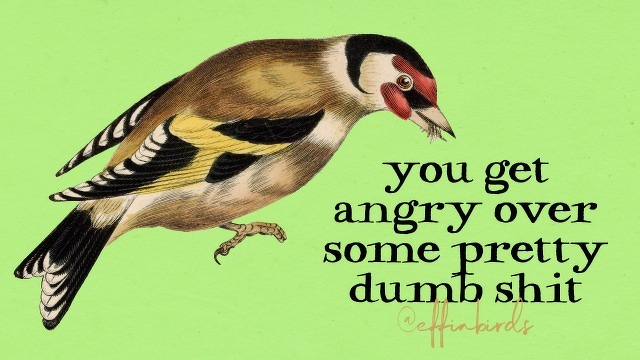 A painting of a bird beside the text "you get angry over some pretty dumb shit"