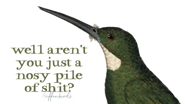 A painting of a bird beside the text "well aren't you just a nosy pile of shit?"