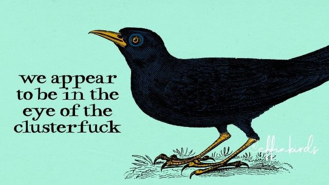 A painting of a bird beside the text "we appear to be in the eye of the clusterfuck"