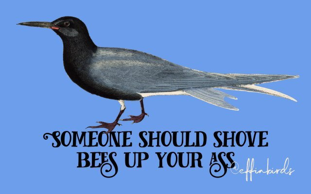 A painting of a bird beside the text "Someone should shove bees up your ass"