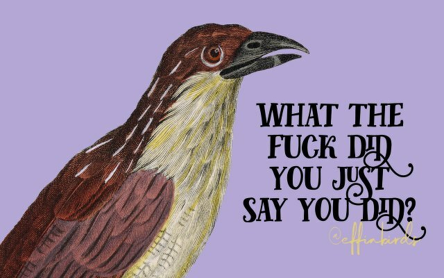 A painting of a bird beside the text "what the fuck did you just say you did"