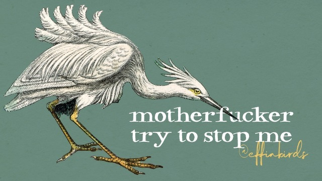 A painting of a bird beside the text "motherfucker try to stop me"