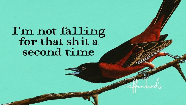 A painting of a bird beside the text "I'm not falling for that shit a second time"