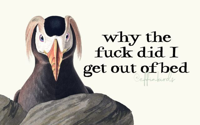 A painting of a bird beside the text "why the fuck did I get out of bed"