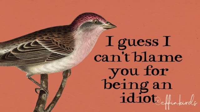 A painting of a bird beside the text "I guess I can't blame you for being an idiot"