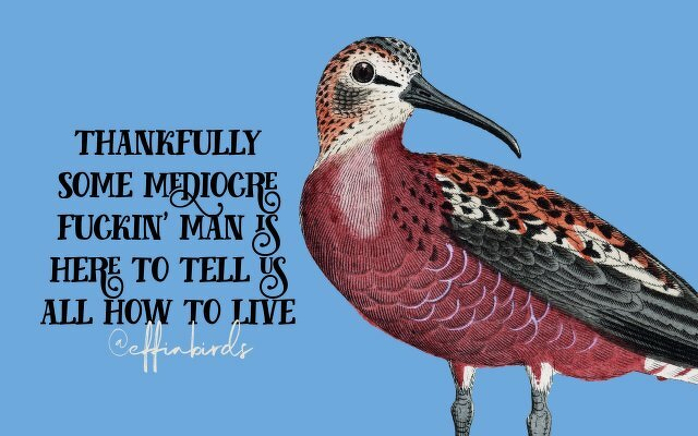 A painting of a bird beside the text "thankfully some mediocre fuckin' man is here to tell us all how to live"