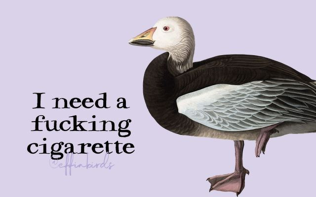 A painting of a bird beside the text "I need a fucking cigarette"