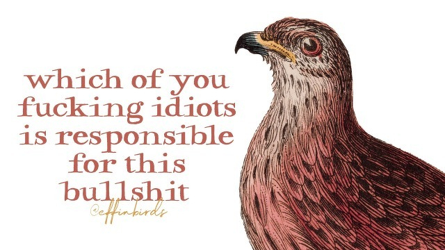 A painting of a bird beside the text "which of you fucking idiots is responsible for this bullshit"