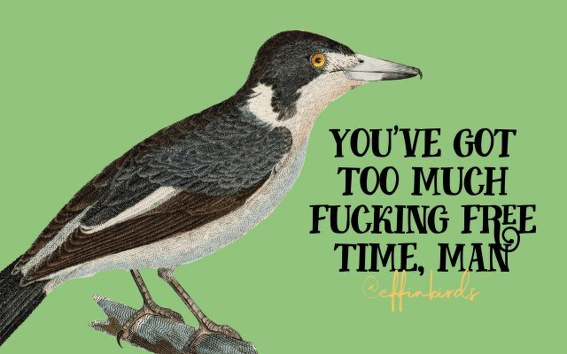 A painting of a bird beside the text "you've got too much fucking free time, man"