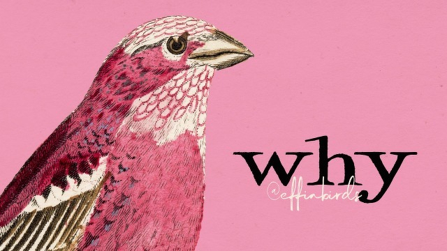 A painting of a bird beside the text "why"