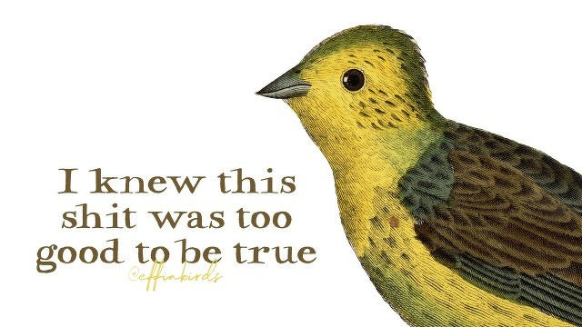 A painting of a bird beside the text "I knew this shit was too good to be true"