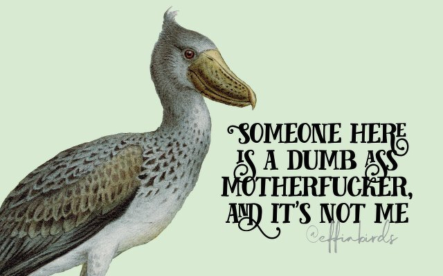 A painting of a bird beside the text "Someone here is a dumb ass motherfucker, and it's not me"