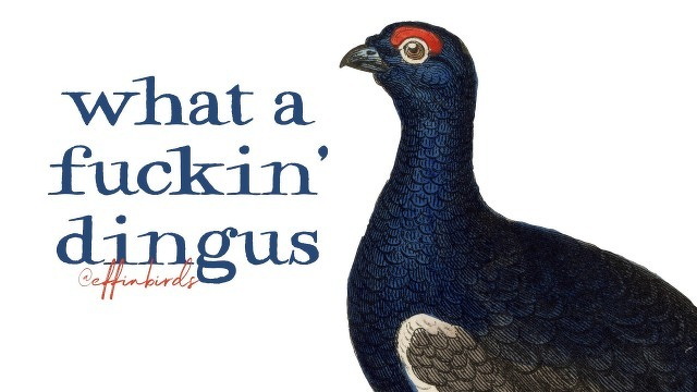A painting of a bird beside the text "what a fuckin' dingus"