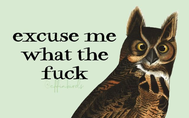 A painting of a bird beside the text "excuse me what the fuck"
