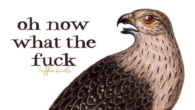 A painting of a bird beside the text "oh now what the fuck"