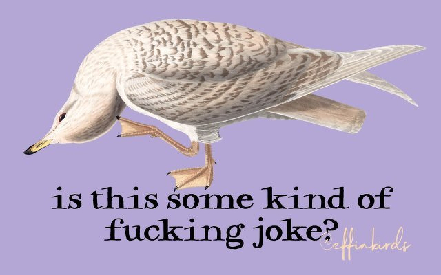 A painting of a bird beside the text "is this some kind of fucking joke"