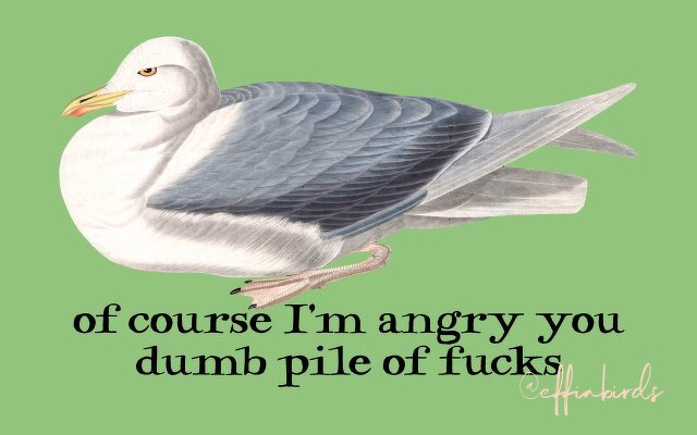 A painting of a bird beside the text "of course I'm angry you dumb pile of fucks"