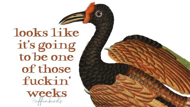 A painting of a bird beside the text "looks like it's going to be one of those fuckin' weeks"
