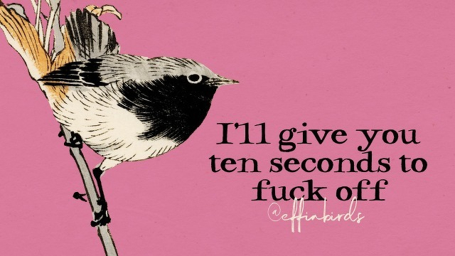 A painting of a bird beside the text "I'll give you ten seconds to fuck off"