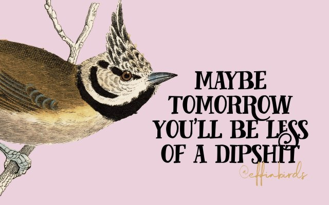 A painting of a bird beside the text "maybe tomorrow you'll be less  of a dipshit"