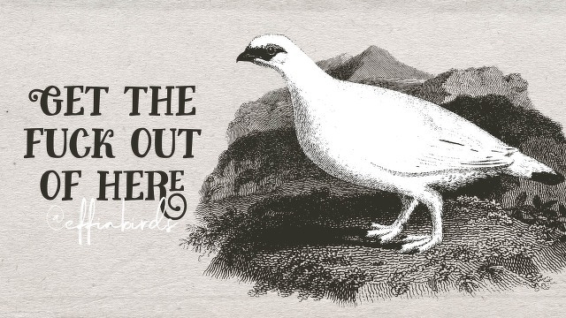 A woodcut of a bird beside the text "Get the fuck out of here"