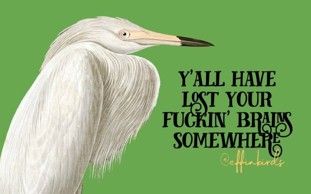 A painting of a bird beside the text "y'all have lost your fuckin' brains somewhere"