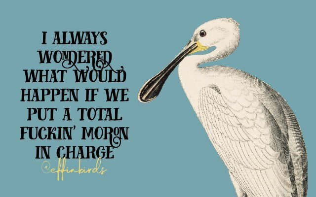 A painting of a bird beside the text "i always wondered what would happen if we put a total fuckin' moron in charge"