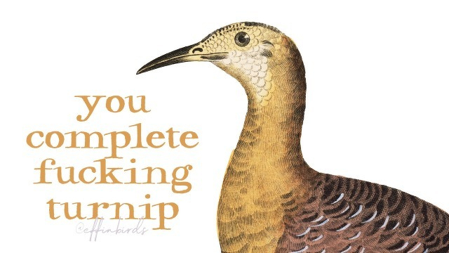 A painting of a bird beside the text "you complete fucking turnip"