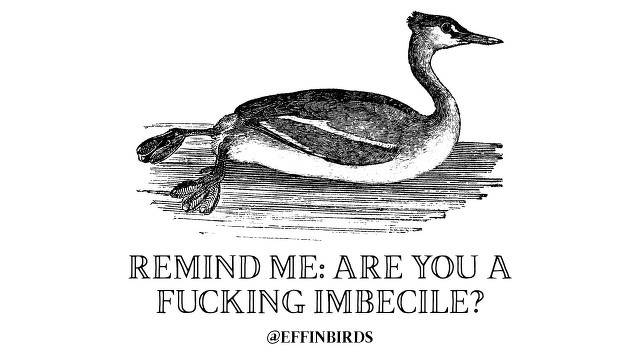A woodcut of a bird beside the text "remind me: are you a fucking imbecile?"