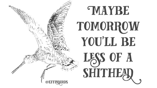 A woodcut of a bird beside the text "maybe tomorrow you'll be less of a shithead"