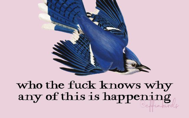 A painting of a bird beside the text "who the fuck knows why any of this is happening"