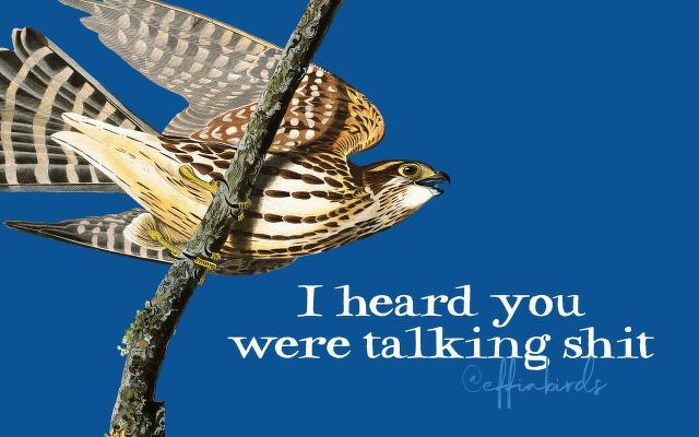 A painting of a bird beside the text "I heard you were talking shit"