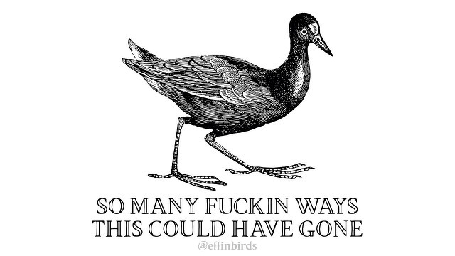 A woodcut of a bird beside the text "SO MANY FUCKIN WAYS THIS COULD HAVE GONE"