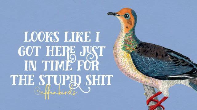 A painting of a bird beside the text "looks like I got here just in time for the stupid shit"