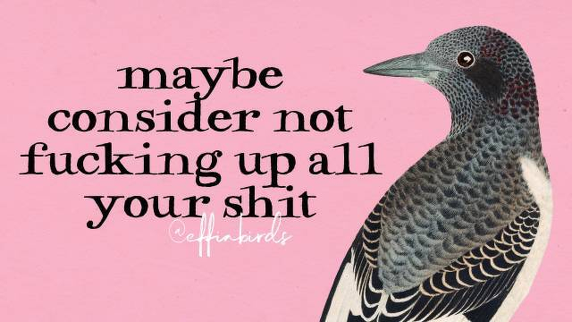 A painting of a bird beside the text "maybe consider not fucking up all your shit"
