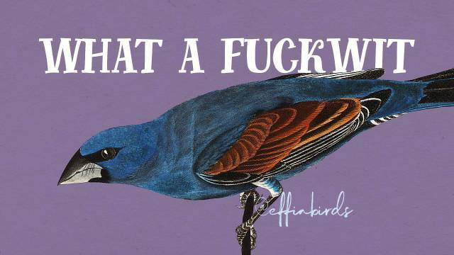 A painting of a bird beside the text "what a fuckwit"
