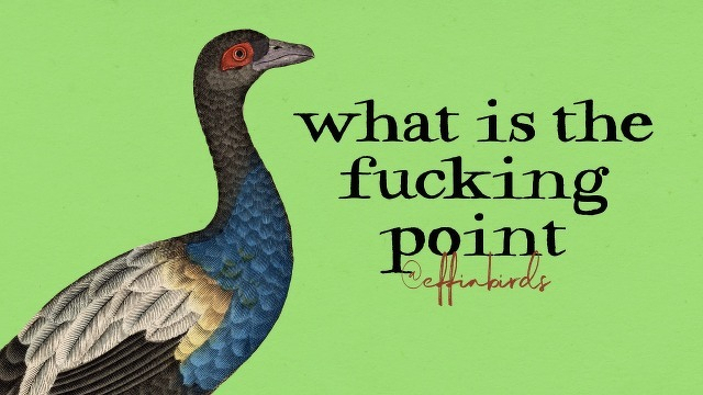 A painting of a bird beside the text "what is the fucking point"