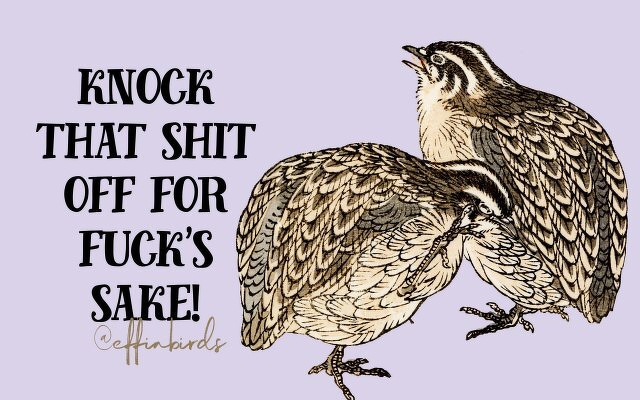 A painting of a bird beside the text "knock that shit off for fuck's sake"