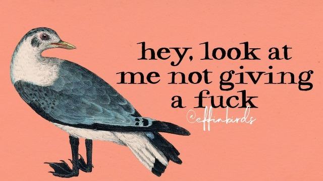 A painting of a bird beside the text "hey, look at me not giving a fuck"