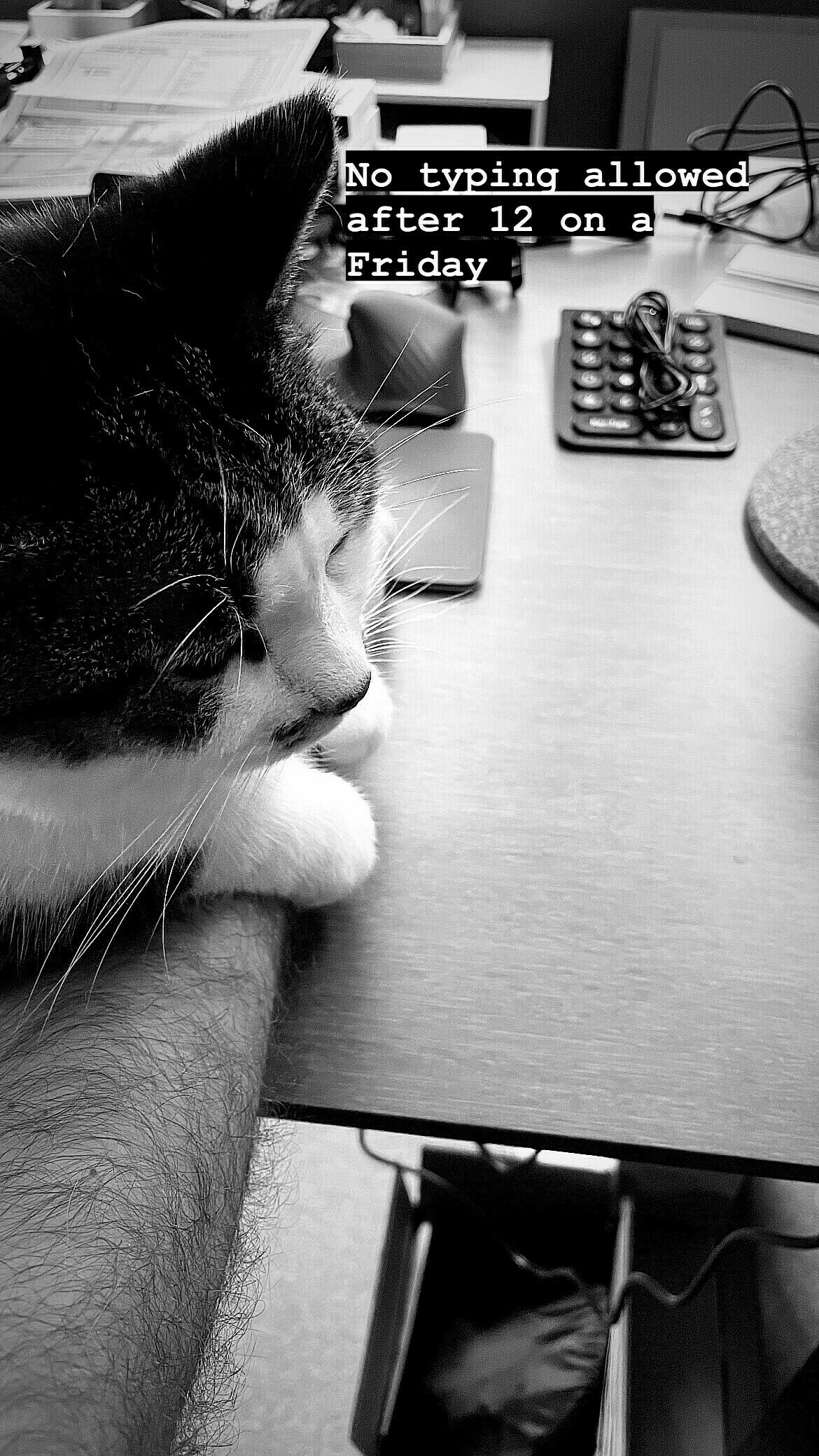 A black and white cat is sitting with her paws on my arms at my computer desk.