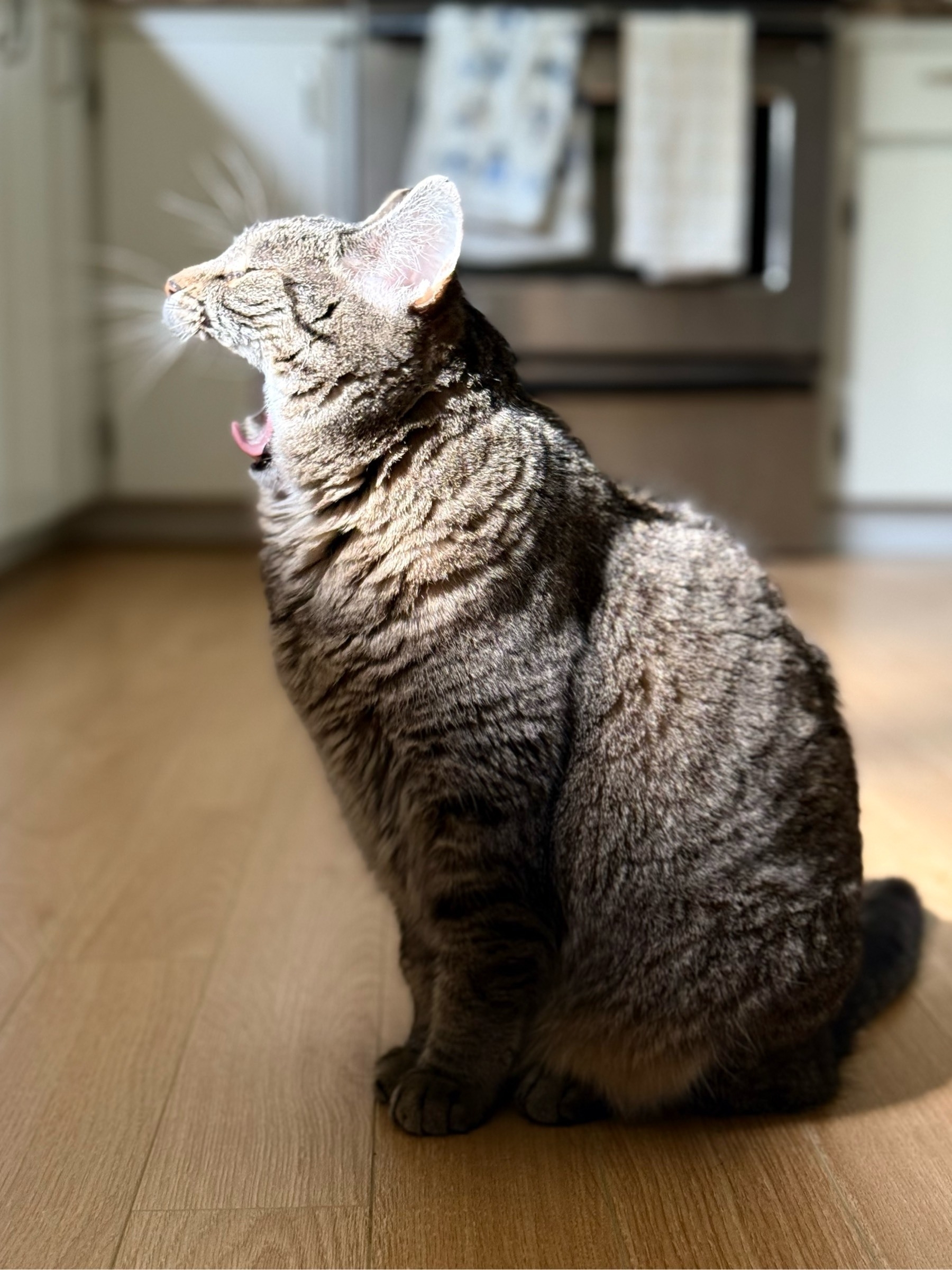 A tabby cat sitting in profile, yawning with a wide open mouth in a sunbeam.