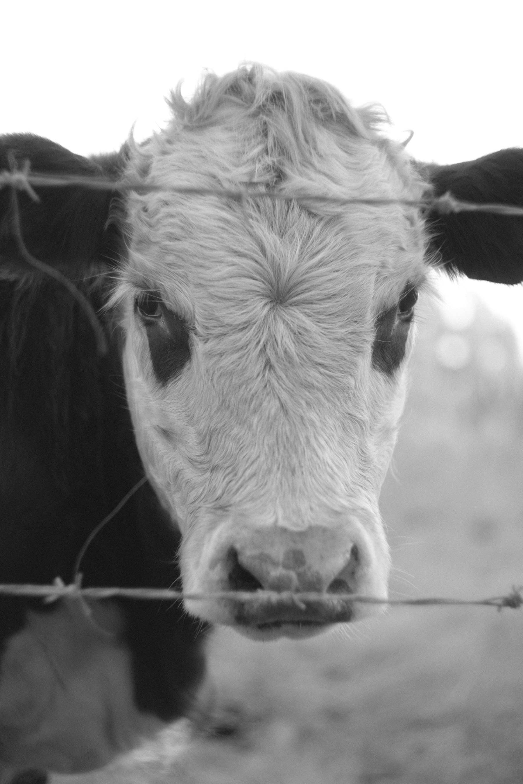 A close-up of a cow, staring straight ahead into the lens. Barbed wire cuts through the frame.